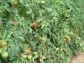 Tomato bushes